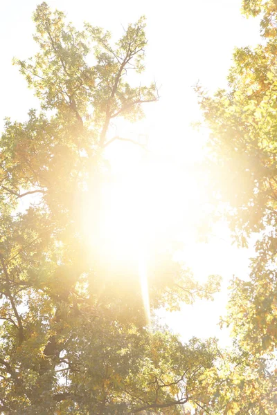 sun, trees with yellow and green leaves in autumnal park at day 