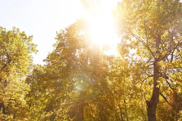 Sol Árboles Con Hojas Amarillas Verdes Parque Otoñal Durante Día — Foto de Stock