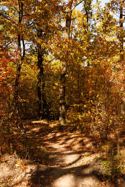 trees with yellow and green leaves in autumnal park at day 