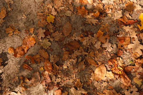 Top View Yellow Dry Leaves Autumnal Park Day — Stock Photo, Image