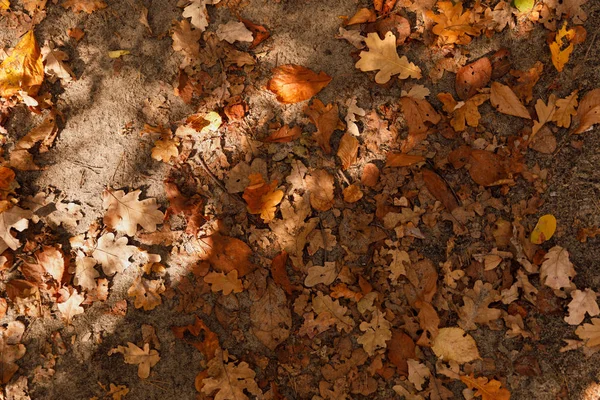 top view of yellow and dry leaves in autumnal park at day 