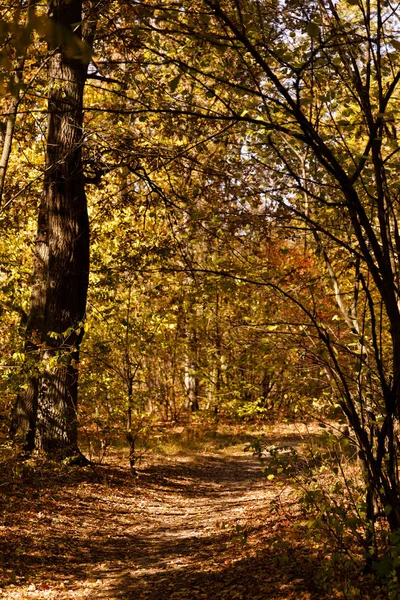 trees with yellow and green leaves in autumnal park at day 