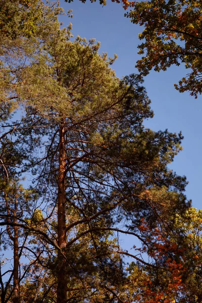 trees with yellow and green leaves in autumnal park at day 