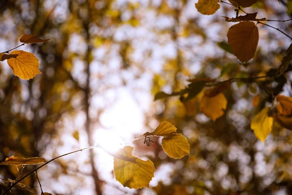 Fuoco Selettivo Alberi Con Foglie Gialle Parco Autunnale Giorno — Foto Stock