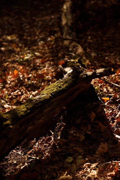 log and dry leaves in autumnal park at day