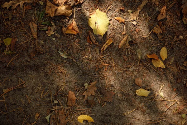 Gündüz Vakti Sonbahar Parkındaki Sarı Kuru Yaprakların Üst Görünümü — Stok fotoğraf