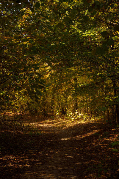 trees with yellow and green leaves in autumnal park at day 