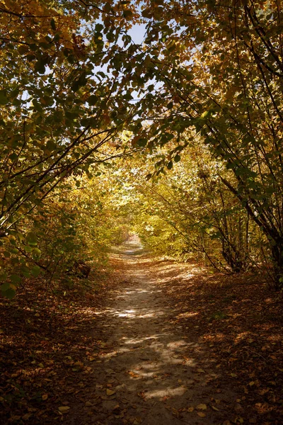 Drzewa Żółtymi Zielonymi Liśćmi Parku Jesiennym Dzień — Zdjęcie stockowe