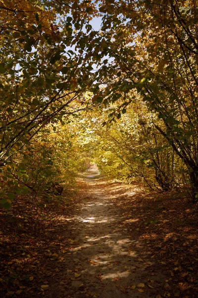 trees with yellow and green leaves in autumnal park at day 