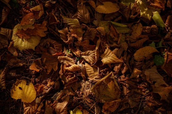 top view of yellow and dry leaves in autumnal park at day 