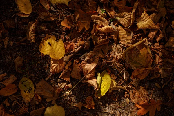 Верхний Вид Желтые Сухие Листья Осеннем Парке Днем — стоковое фото