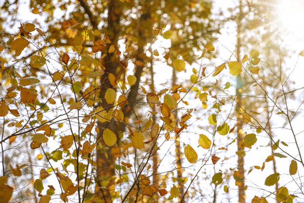 trees with yellow and green leaves in autumnal park at day 