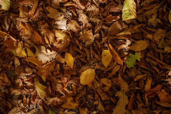 top view of yellow and dry leaves in autumnal park at day 