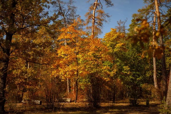 Деревья Желтыми Зелеными Листьями Осеннем Парке Днем — стоковое фото