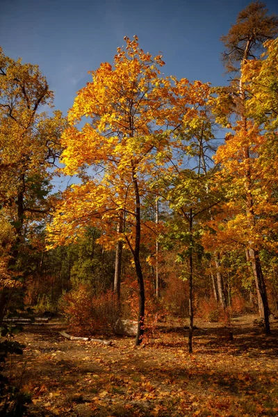 trees with yellow and green leaves in autumnal park at day 