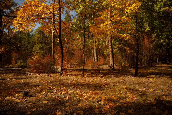 Деревья Желтыми Зелеными Листьями Осеннем Парке Днем — стоковое фото
