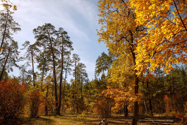 trees with yellow and green leaves in autumnal park at day 