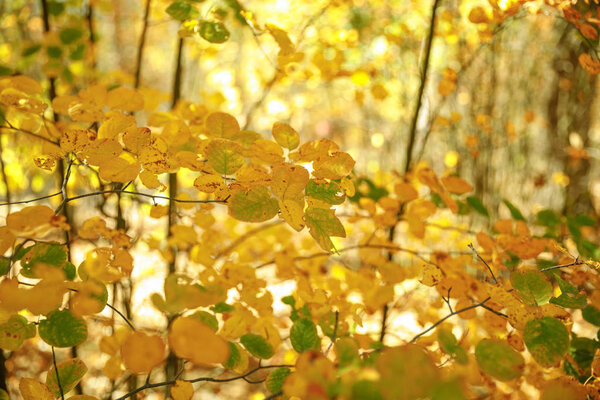 selective focus of trees with yellow and green leaves in autumnal park at day 