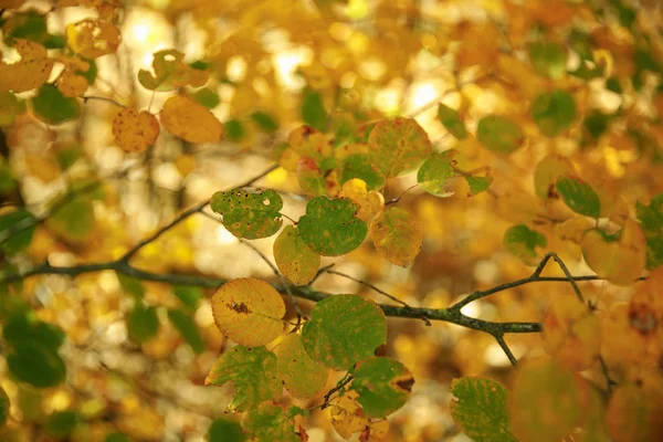 selective focus of trees with yellow and green leaves in autumnal park at day 