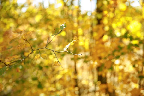 Επιλεκτική Εστίαση Των Δέντρων Κίτρινα Και Πράσινα Φύλλα Στο Φθινοπωρινό — Φωτογραφία Αρχείου