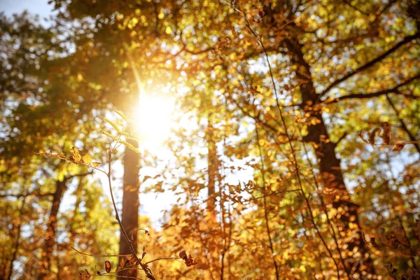 Sol Árboles Con Hojas Amarillas Verdes Parque Otoñal Durante Día — Foto de Stock