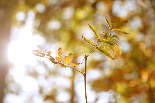 Foco Seletivo Árvores Com Folhas Amarelas Verdes Parque Outonal Durante — Fotografia de Stock