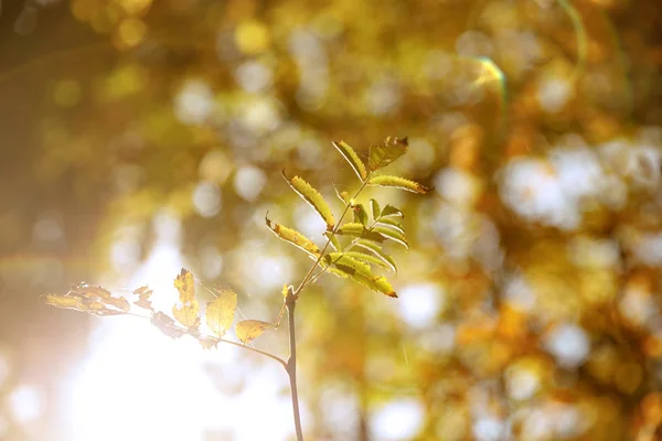 秋の公園で黄色と緑の葉を持つ木の選択的な焦点は — ストック写真