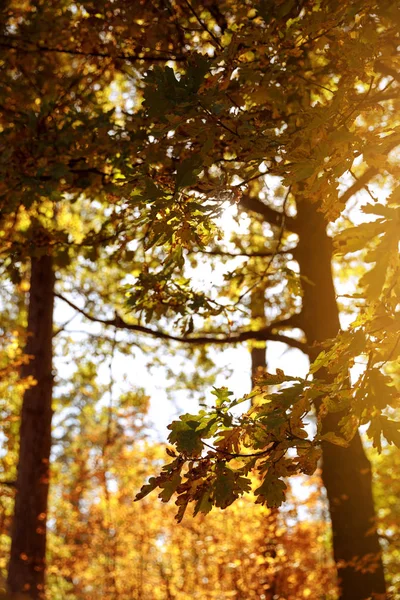 sun, trees with yellow and green leaves in autumnal park at day 