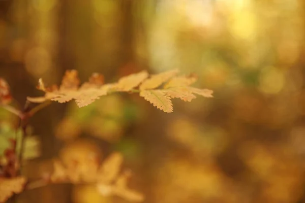 selective focus of trees with yellow leaves in autumnal park at day 