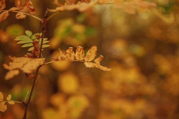 Selective Focus Trees Yellow Leaves Autumnal Park Day — Stock Photo, Image