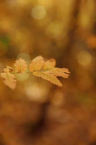 Foyer Sélectif Des Arbres Feuilles Jaunes Dans Parc Automnal Jour — Photo