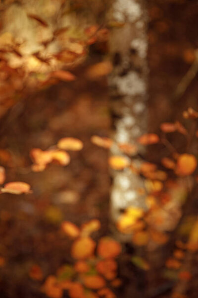 selective focus of trees with yellow leaves in autumnal park at day 