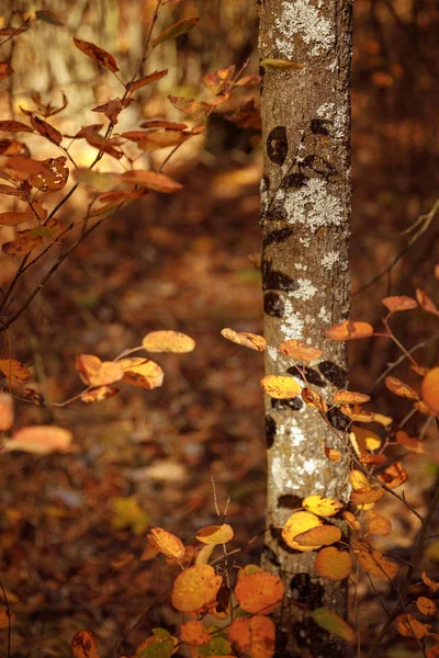 selective focus of trees with yellow leaves in autumnal park at day 