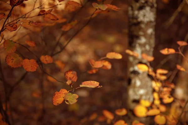 selective focus of trees with yellow leaves in autumnal park at day 
