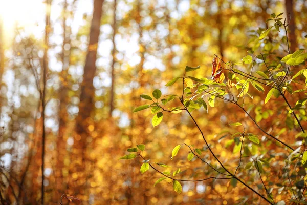 selective focus of trees with yellow and green leaves in autumnal park at day 