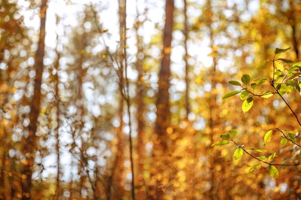 selective focus of trees with yellow and green leaves in autumnal park at day 