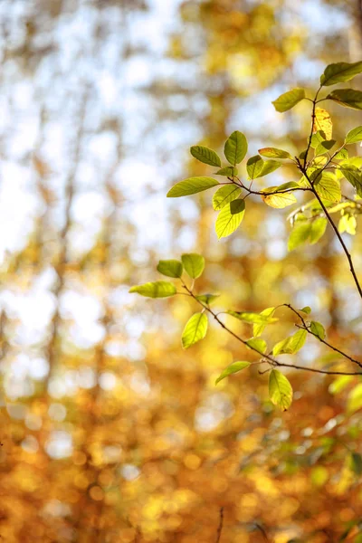 selective focus of trees with yellow and green leaves in autumnal park at day 