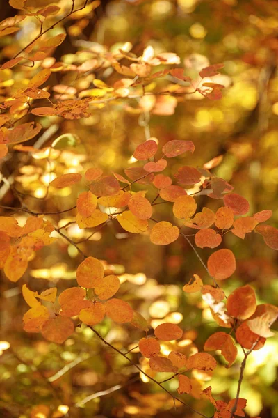 秋の公園の黄色の葉を持つ木の選択的な焦点は — ストック写真