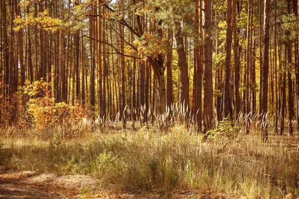 trees with yellow and green leaves in autumnal park at day 