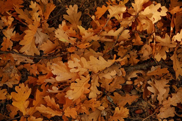 Vue Dessus Des Feuilles Jaunes Sèches Dans Parc Automnal Jour — Photo