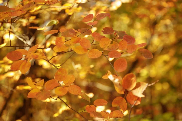 Selektiver Fokus Von Bäumen Mit Gelben Blättern Herbstlichen Park Tag — Stockfoto