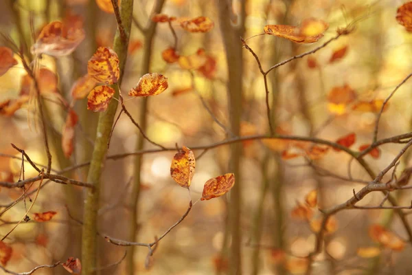 Foco Seletivo Árvores Com Folhas Amarelas Parque Outonal Durante Dia — Fotografia de Stock
