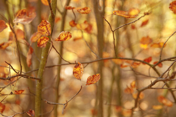 selective focus of trees with yellow leaves in autumnal park at day 