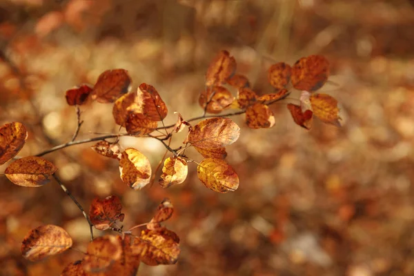 Selektivní Zaměření Stromů Žlutými Listy Podzimním Parku Dne — Stock fotografie