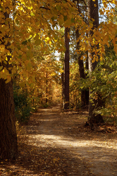 trees with yellow and green leaves in autumnal park at day 