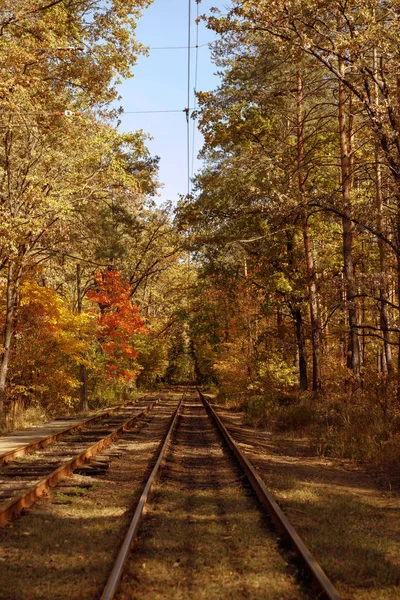 trees with yellow and green leaves and tramways in autumnal park at day 