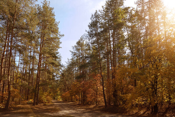 sun, trees with yellow and green leaves in autumnal park at day 