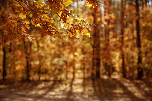 selective focus of trees with yellow and dry leaves in autumnal park at day 