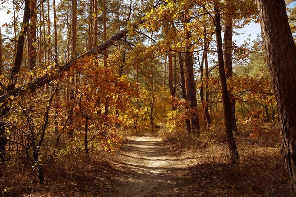 Bäume Mit Gelben Und Grünen Blättern Herbstlichen Park Tag — Stockfoto