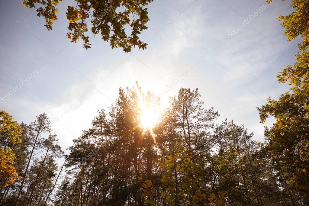sun, trees with yellow and green leaves in autumnal park at day 